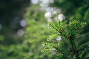 Close up of small young fir tree needles with forest at background. Spring blossom background. Image for agriculture, SPA, medical industries and diverse advertising materials.