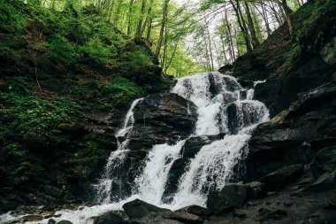 Soğuk, taze şelaleyi kapatın. Şelale çukuru, ormandaki pitpeteklerde çağlayan. Karpat Dağları, Ukrayna.