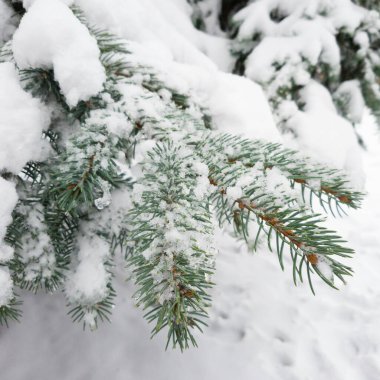 Close up of fir tree branch covered with snow in winter forest. Real winter and Christmas background. Selective focus.