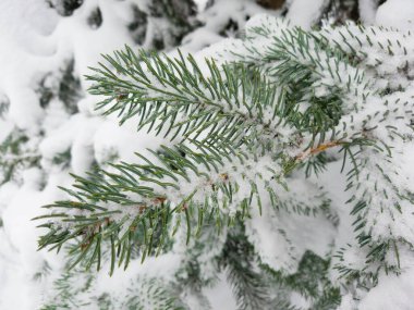 Kış ormanlarında karla kaplı köknar ağacının dalını kapatın. Gerçek kış ve Noel geçmişi.