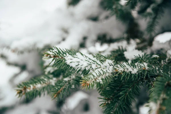 Kış ormanlarında karla kaplı köknar ağacının dalını kapatın. Gerçek kış ve Noel geçmişi.