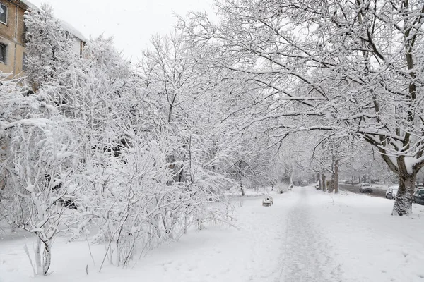 Snow Covered Winter Street City Trees Covered Ice Snow Sleet — Foto de Stock
