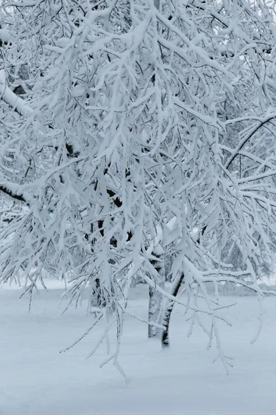 Trees Covered Ice Snow Sleet Load Weather Forecast Concept Snowy — Stockfoto
