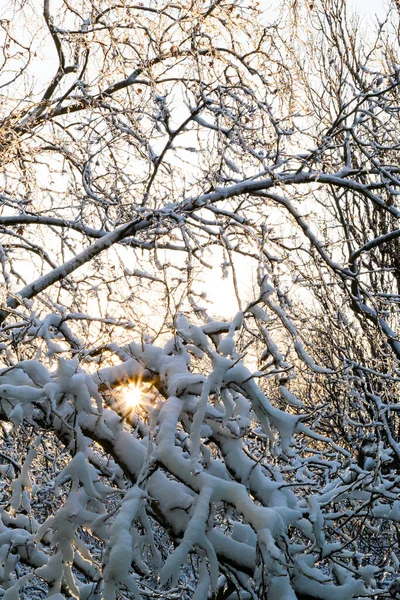 Close Branches Trees Covered Ice Snow Sun Background Sleet Load — Stock fotografie