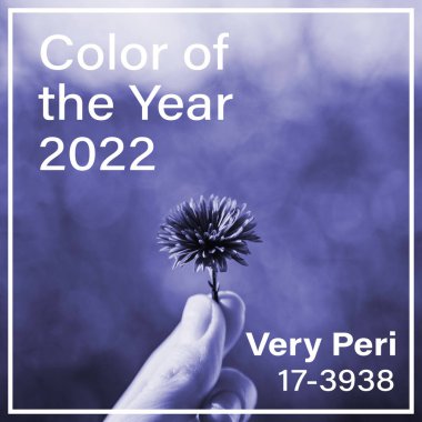 Hand holding one small purple flower colored in trendy color of the year 2022 Very Peri with name of the color in square frame