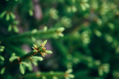 Young fir tree needles, horizontal close up fir tree branches with forest in the background. Copy space.