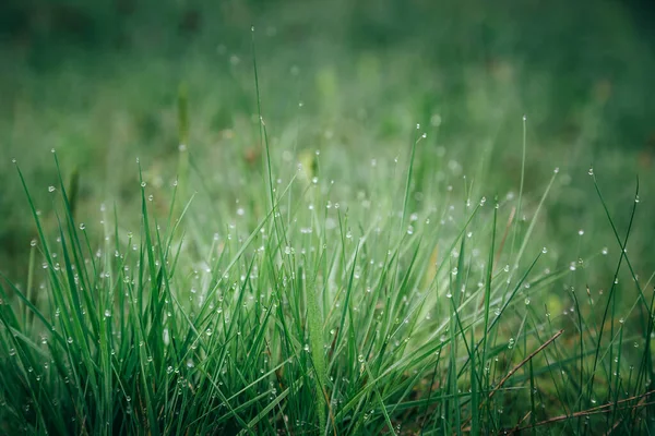 Fresh green grass with morning water drops in mountains, natural background. Close up with shallow focus.
