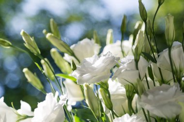 Close up of a bouquet of fresh white eustoma on a blur background sunny day. Bunch of flowers.