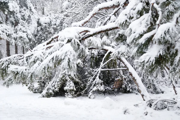 Falling Fir Pine Trees Sleet Load Snow Snow Covered Winter — Stock fotografie
