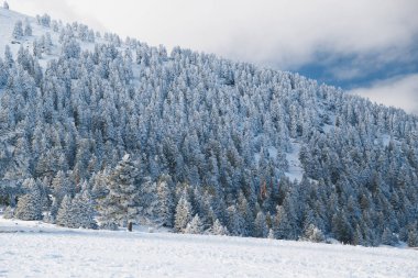 Winter calm mountain landscape. Splendid snow-covered mountains view with beautiful fir trees on slope.