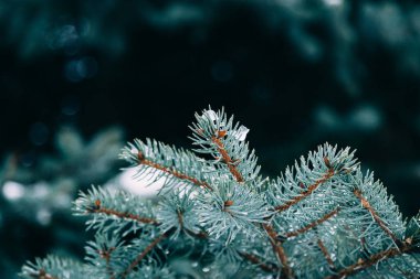 Eriyen karla kaplı su damlalarıyla köknar dallarını kapatın. Gerçek bahar, kış arkaplanı