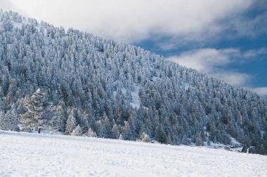 Winter calm mountain landscape. Splendid snow-covered mountains view with beautiful fir trees on slope.