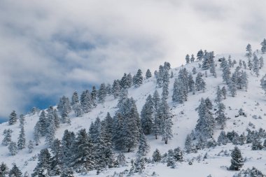 Winter calm mountain landscape. Splendid snow-covered mountains view with beautiful fir trees on slope.