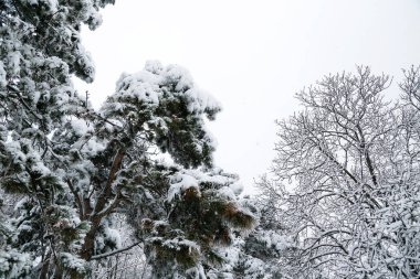Close up of branches of trees covered with ice and snow, sleet load. Weather forecast concept. Snowy winter