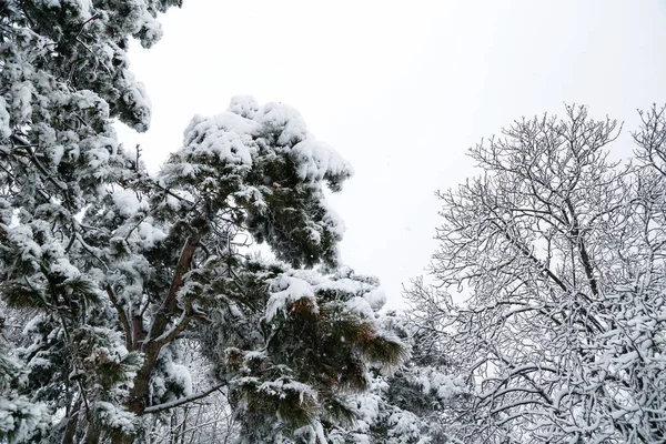 Close Branches Trees Covered Ice Snow Sleet Load Weather Forecast — Stockfoto