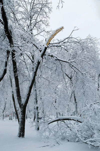 Falling tree after sleet load and snow at snow-covered winter park in a city. Weather forecast concept. Snowy winter.