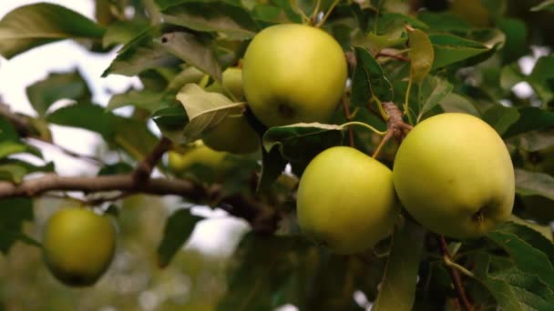 과수원 의나무 가지에 맛있는 사과들 수확할 준비가 나뭇가지에 유기농 이탈리아 — 비디오