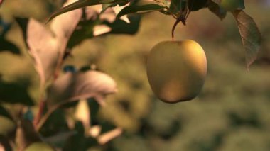 Sonbahar. Elma bahçesindeki bir ağaçtan sarkan lezzetli sarı bir elma. Arka planda sonbahar renklerinden bir bohça. Meyve.