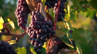 Olgun kırmızı üzümlerden oluşan bir dalın yakınında. Üzüm bağları, günbatımı. İtalya. Şarap üzümü hasadı. Vitaminler. İtalya 'yı gezmek..
