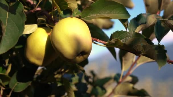Macro View Delicious Yellow Apples Hanging Tree Branch Apple Orchard — Stock Video