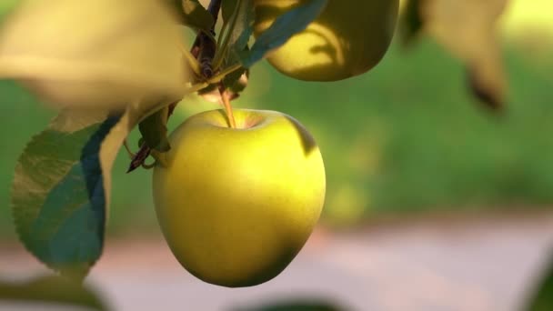 Vista Macro Una Deliciosa Manzana Amarilla Colgando Una Rama Árbol — Vídeo de stock