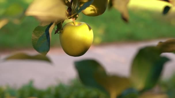 Een Heerlijke Gele Appel Hangend Aan Een Boomtak Een Appelboomgaard — Stockvideo