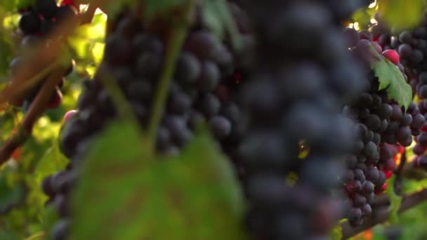 Close Branch Mature Grapes Stock Footage Wine Commercial Grapes Vineyard — Vídeo de Stock
