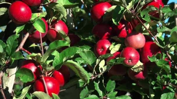 Lekkere Rode Appels Italiaanse Alpen Bos Van Rode Appels Een — Stockvideo