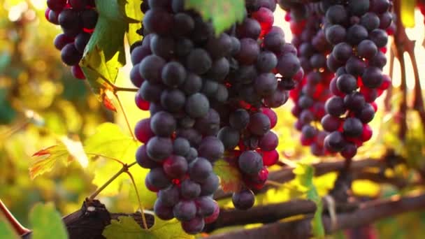 Close Branch Mature Grapes Stock Footage Wine Commercial Grapes Vineyard — Vídeo de Stock