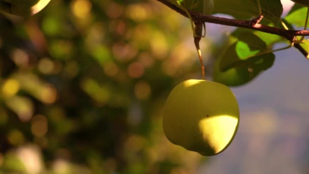 リンゴの果樹園の木の枝から吊るされたおいしい黄色のリンゴ 背景の秋の色のブッケ — ストック動画