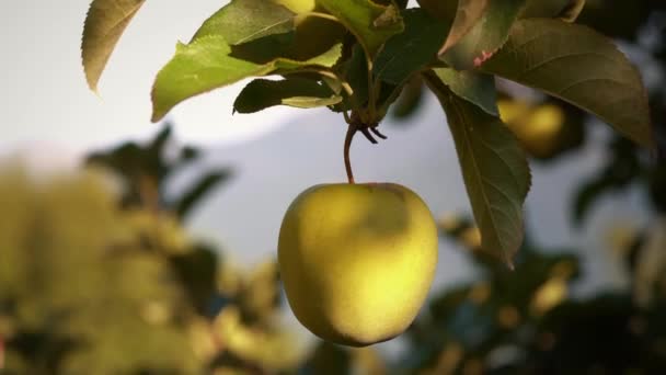 リンゴ園の木の枝から吊るされたおいしい黄色のリンゴ 収穫の準備ができている枝に黄色のリンゴの束 有機食品 — ストック動画