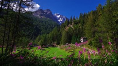 Alp dağları. Alplerdeki muhteşem manzara. Bu inanılmaz manzarada birçok turist yürüyor. Renkli çiçekler, yeşil çayırlar, kar ve mavi gökyüzü.