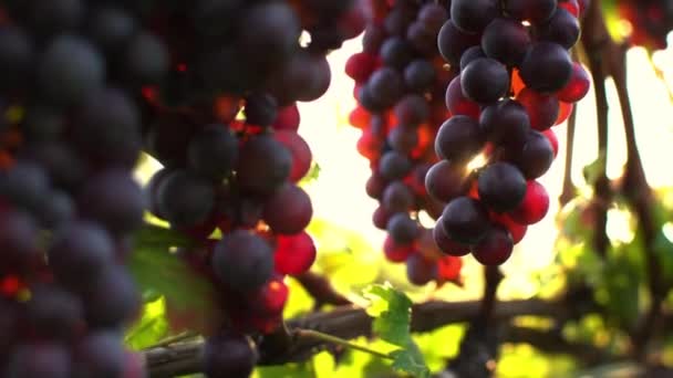 Zonnestralen Filteren Door Een Tak Van Rijpe Rode Druiven Stock — Stockvideo