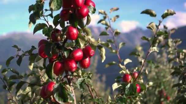 Luchtfoto Van Lekkere Rode Appels Italiaanse Alps Bunch Van Rode — Stockvideo