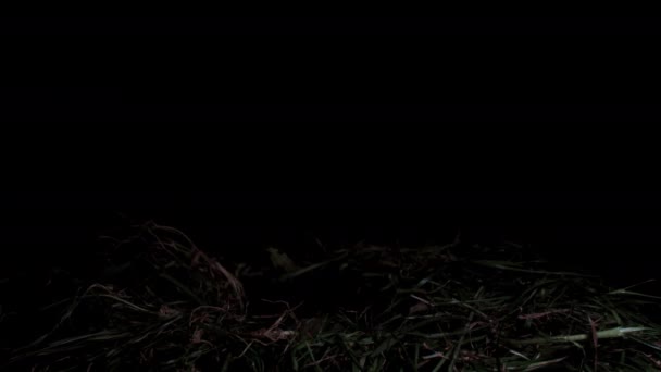 Τρομακτικό Σκηνικό Ένα Αιματηρό Ζόμπι Βγαίνει Από Έδαφος Halloween Κόμμα — Αρχείο Βίντεο