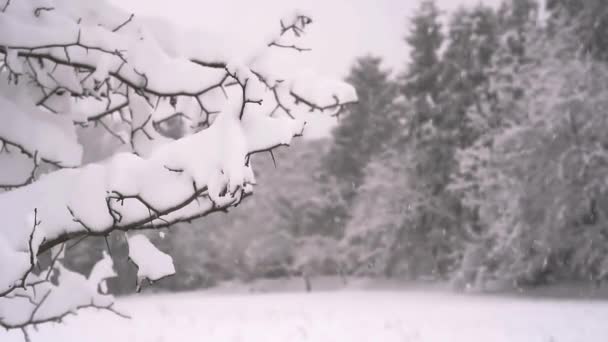 Spowolniony Ruch Opadów Śniegu Zimie Lesie Zimowy Krajobraz Śnieg Pokryty — Wideo stockowe