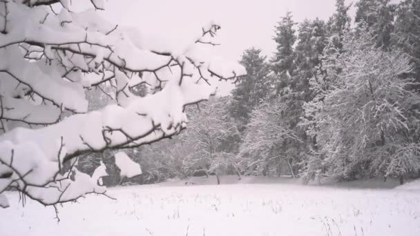 Frohe Weihnachten Und Ein Gutes Neues Jahr Mit Schneefall Den — Stockvideo