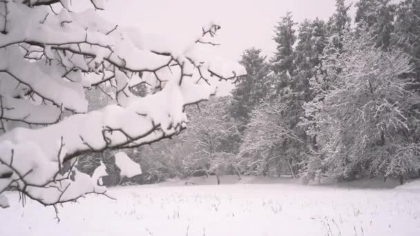 Sníh Zimě Lese Zimní Krajina Sníh Pokryté Stromy Sníh Zimní — Stock video