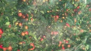 İtalyan Alpleri 'ndeki kırmızı elmaları koruyan anti-dolu ağı. Valtellina İtalya..