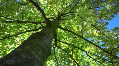 Batan güneşle aydınlanan yeşil yapraklı bir ağaç. Mavi gökyüzü. Yaprakların üzerine rüzgar esiyor.