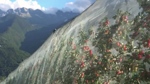 Rede Granizo Protege Maçãs Vermelhas Nos Alpes Italianos Valtellina Itália — Vídeo de Stock