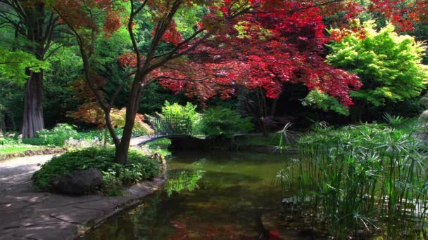 Jardín Estilo Japonés Situado Villa Melzi Bellagio Una Las Hermosas — Vídeos de Stock