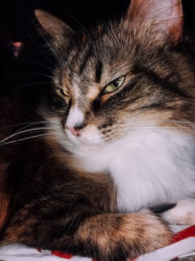 Çoban köpeği ormandaki çimlere uzanıyor ve patisini yalıyor.