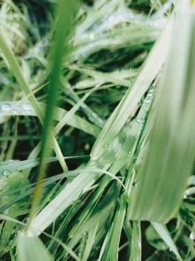 Çimenlerin çok yakınında, Ross yeşil çimlerin üzerine düşer, mavi çimen otları 