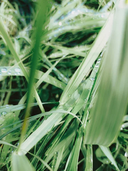 Çimenlerin çok yakınında, Ross yeşil çimlerin üzerine düşer, mavi çimen otları 