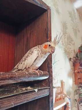 Papağan papağanı bir levrekte oturur.