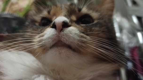 Dlouhosrstá Kočka Šilhá Proti Světlu Koťátko Odpočívá Usíná — Stock video