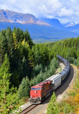 Sonbaharda Bow Valley 'deki ünlü Morant kavşağından geçen tren Banff Ulusal Parkı, Kanada Rocky Dağları, Kanada.