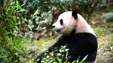 Chengdu, Çin 'de bambu yiyen dev panda.