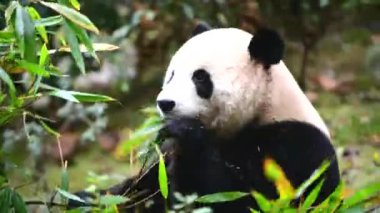 Chengdu, Çin 'de bambu yiyen dev panda.